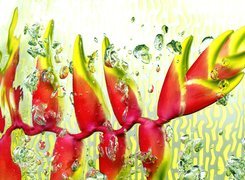 Heliconia, Woda