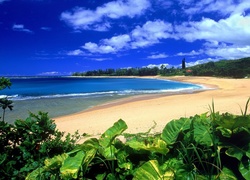 Hawaje, Kauai, Piasek, Liście, Woda