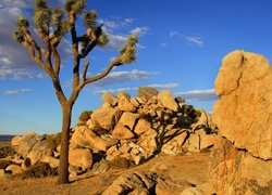 Stany Zjednoczone, Kalifornia, Park Narodowy Joshua Tree, Skały, Drzewo Jozuego, Jukka krótkolistna