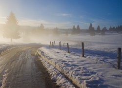 Droga, Śnieg, Drzewa, Mgła, Słońce