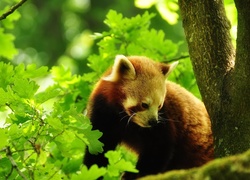 Panda Czerwona, Pandka ruda