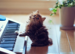 Mały, Kotek, Muzykant, Organy