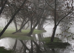 Rzeka, Drzewa, Mgła