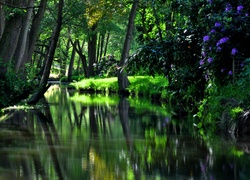 Park, Rzeczka, Kwiaty, Zieleń