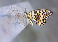 Kolorowy, Motyl