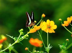 Kosmea, Żółte, Kwiatki, Motyl