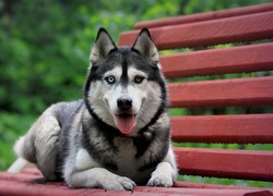 Pies, Syberian Husky, Ławka