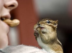 Chipmunk, Dziewczynka, Orzeszek