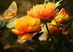 Pomarańczowy, Kwiat, Motyl, Art
