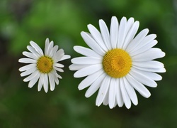 Białe, Margerytki