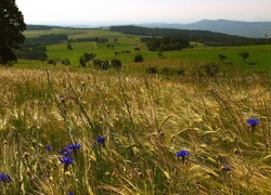 Pole, Zboże, Chabry