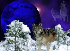 Wilk, Sosny, Śnieg, Księżyc