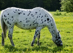 Biały, Koń, Łatki