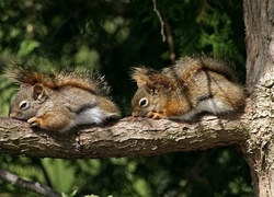 Śpiące, Wiewiórki, Drzewo