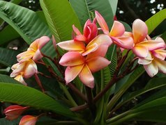 Kwiat, Plumeria