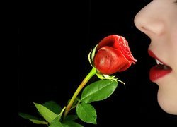 Róża, Profil, Usta, Nos, Czerwień
