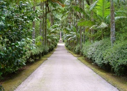 Aleja, Palmy, Ogród, Botaniczny