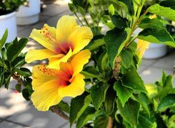 Żółty, Hibiskus