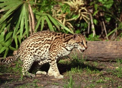 Ocelot, Skradanie, Pień, Drzewa