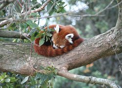 Panda, Czerwona, Pandka ruda