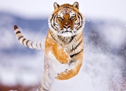 Tygrys, Skok, Śnieg