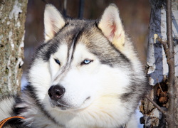 Pies, Husky