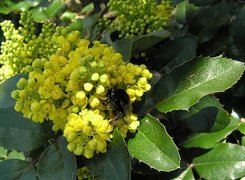 Mahonia, Liście, Trzmiel