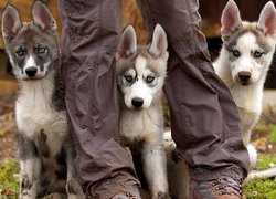 Szczeniaki, Trzy, Husky, Nogi