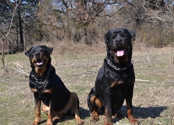 Dwa, Rottweilery, Kolczatka