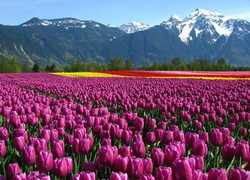 Uprawa, Tulipanów, Góry