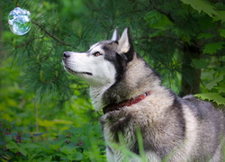 Pies, Husky, Zieleń