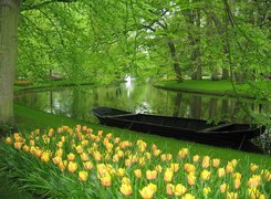 Park, Rzeka, Tulipany