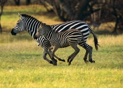 Zebra, Małe, Łąka