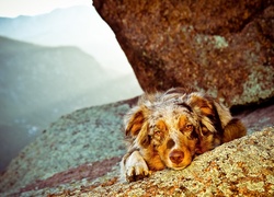 Pies,  Owczarek australijski, Australian shepherd