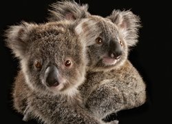 Dwa, Misie, Koala