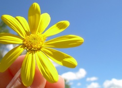 Żółty, Kwiatek, Błękitne, Niebo, Palce