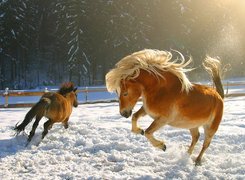 Konie, Zima