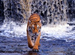 Tygrys, Woda, Wodospad