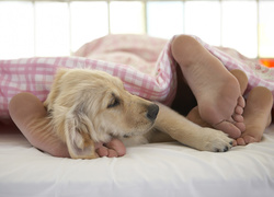Pies, Golden retriever, Szczeniak, Stopy, Pościel