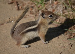 Chipmunk, Trawka