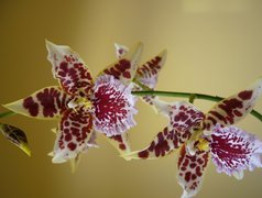 Piękna, Orchidea