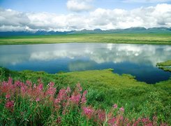 Alaska, Woda, Trawa, Kwiaty, Góry