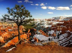 Utah, Kanion, Drzewo, Śnieg