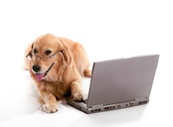 Pies, Golden retriever, Laptop