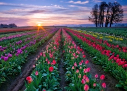 Tulipany, Pole, Zachód