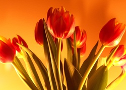 Tulipany