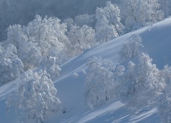 Ośnieżony, Stok, Oszronione, Drzewa