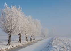 Zamarznięta, Rzeka, Oszronione, Drzewa, Pole