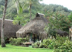 Moorea, Hibiscus, Palmy, Zieleń