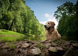 Pies, Golden Retriever, Rzeka, Las